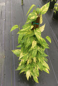10" Epipremnum Pinnatum Variegated Neon Pole